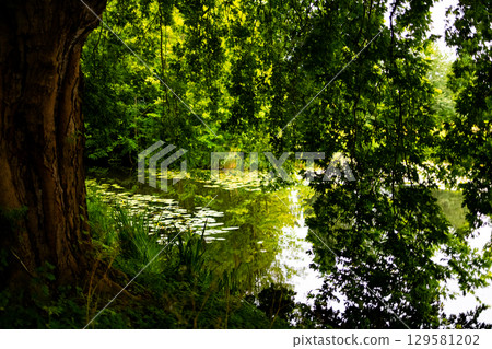 Serene forest pond with lush greenery and tranquil reflections Serene forest pond with lush greenery and tranquil reflections 129581202