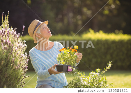 Senior woman wearing straw hat kneeling by lavender shrub with black tray inspecting marigold bloom 129581821