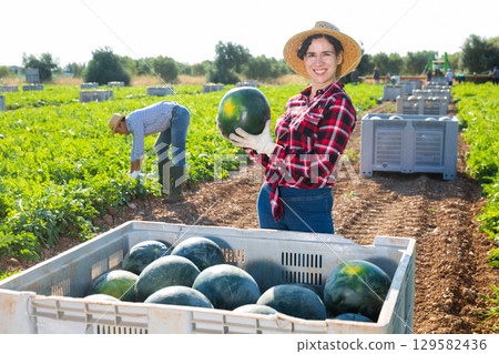 Female farmer neatly stacks watermelons in a large box for transportation from field to warehouse Female farmer neatly stacks watermelons in a large box for transportation from field to warehouse 129582436