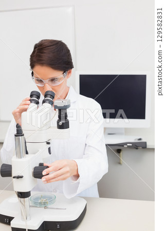 Female scientist wearing lab coat examining petri dish specimens through stereo microscope in lab Female scientist wearing lab coat examining petri dish specimens through stereo microscope in lab 129582831