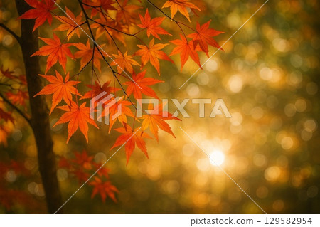 Autumn maple maple 129582954