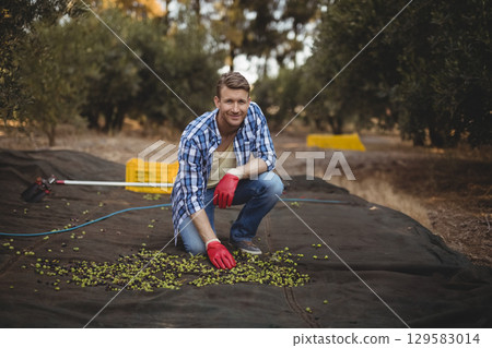 Mid adult man kneeling on harvesting net in olive orchard collecting green olives near yellow crate 129583014