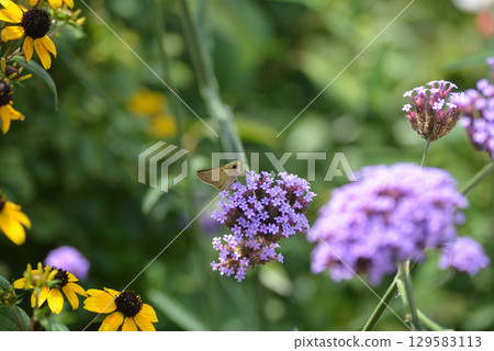 Flower and butterfly Flower and butterfly 129583113
