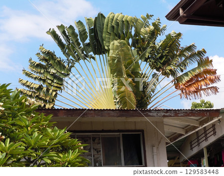Traveler's tree (Hawaii Island, USA) 129583448