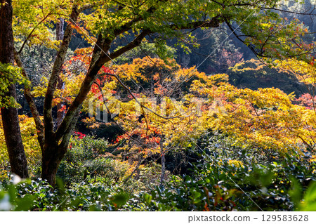 Autumn Japanese maple foliage fills frame in soft light Autumn Japanese maple foliage fills frame in soft light 129583628