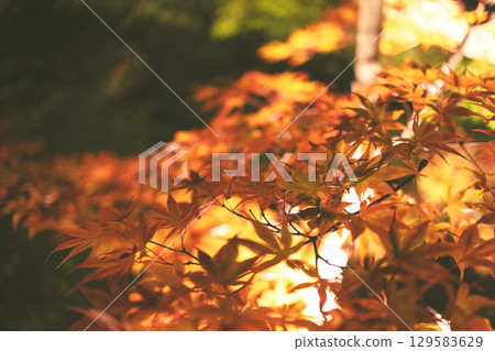 Warm toned vintage maple leaves with dreamy soft light Warm toned vintage maple leaves with dreamy soft light 129583629