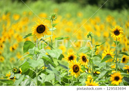 與夏天花的風景 129583694