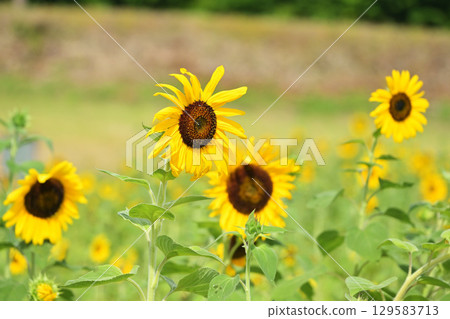 Landscape with summer flowers Landscape with summer flowers 129583713