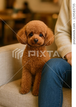Toy poodle sitting on the sofa 129583735