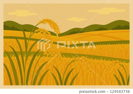 Rice field before harvest 129583736