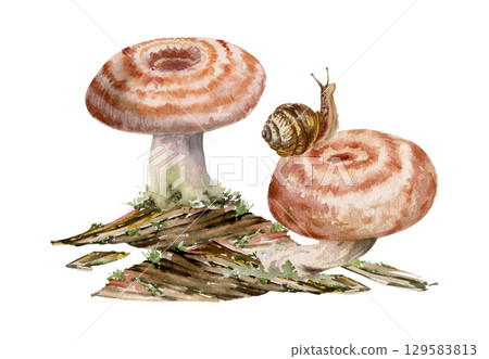 Lactarius milk-cap russula striped mushroom fungus on bark, moss lichen growth, snail on cap. Nature illustration hand drawn in watercolor. Autumn forest floor ecosystem, biodiversity habitat scene Lactarius milk-cap russula striped mushroom fungus on bark, moss lichen growth, snail on cap. Nature illustration hand drawn in watercolor. Autumn forest floor ecosystem, biodiversity habitat scene 129583813