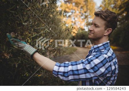 Man in his 40s harvesting olives in olive grove wearing checkered shirt, striped gloves, copy space Man in his 40s harvesting olives in olive grove wearing checkered shirt, striped gloves, copy space 129584243