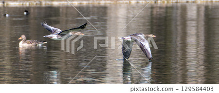 The flying greylag goose, Anser anser is a species of large goose 129584403