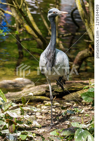 Demoiselle Crane, Anthropoides virgo are living in the bright green meadow during the day time Demoiselle Crane, Anthropoides virgo are living in the bright green meadow during the day time 129584409