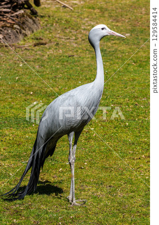 The Blue Crane, Grus paradisea, is an endangered bird 129584414