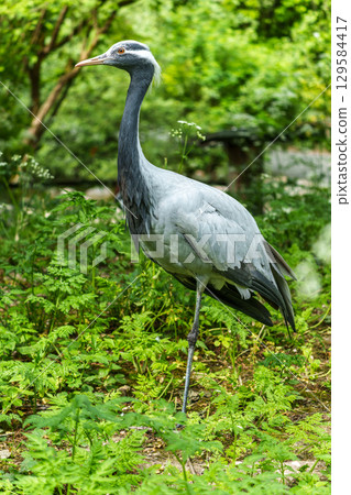 Demoiselle Crane, Anthropoides virgo are living in the bright green meadow during the day time 129584417