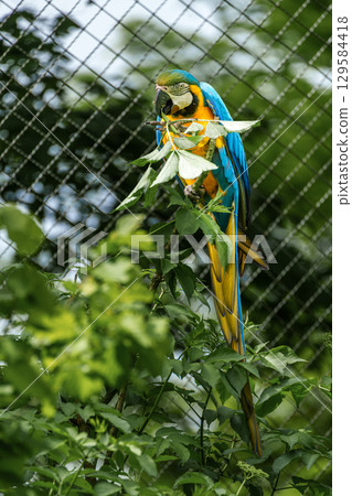 The Blue-and-yellow Macaw, Ara ararauna is a large South American parrot 129584418