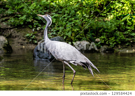 Demoiselle Crane, Anthropoides virgo are living in the bright green meadow during the day time 129584424