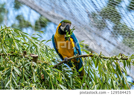 The Blue-and-yellow Macaw, Ara ararauna is a large South American parrot 129584425