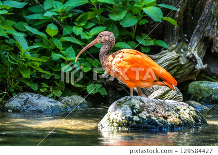 The Scarlet ibis, Eudocimus ruber is a species of ibis in the bird family Threskiornithidae. The Scarlet ibis, Eudocimus ruber is a species of ibis in the bird family Threskiornithidae. 129584427