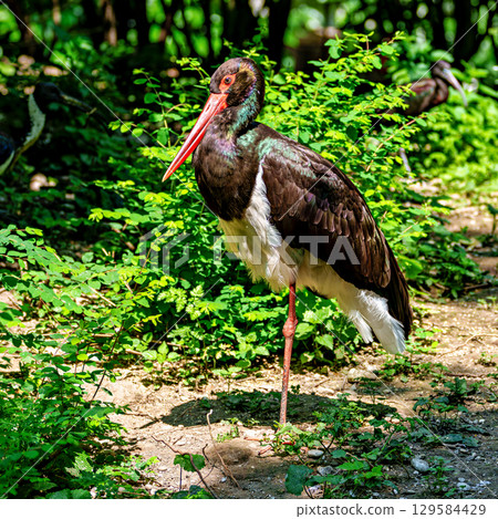 Black stork, Ciconia nigra in a german nature park Black stork, Ciconia nigra in a german nature park 129584429