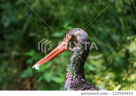 Black stork, Ciconia nigra in a german nature park 129584433