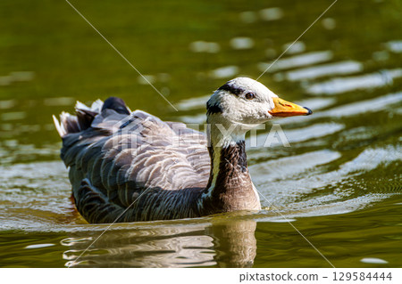 The bar-headed goose, Anser indicus is a goose that breeds in Central Asia in colonies of thousands 129584444
