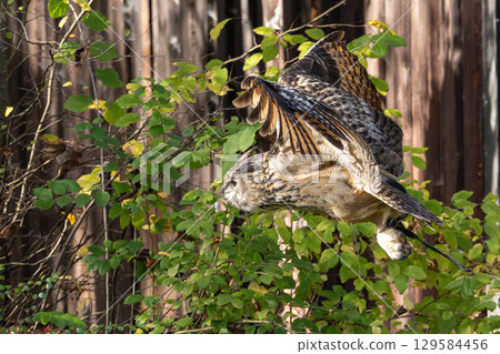 Siberian eagle owl, bubo bubo sibiricus. The biggest owl in the world Siberian eagle owl, bubo bubo sibiricus. The biggest owl in the world 129584456