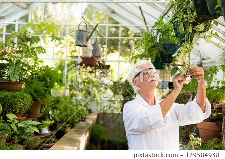 Senior woman in lab coat, safety glasses pruning vine leaves on greenhouse bench, copy space 129584938