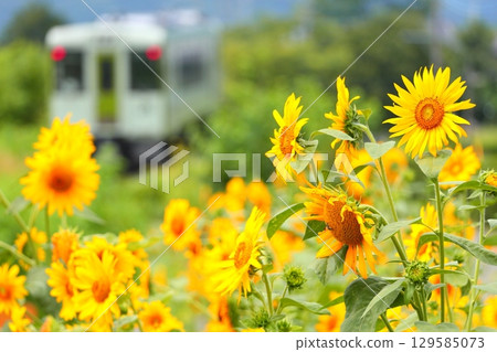 行駛在向日葵田間的小海線列車 129585073