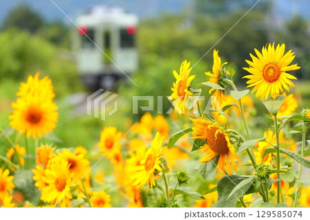 行駛在向日葵田間的小海線列車 行駛在向日葵田間的小海線列車 129585074
