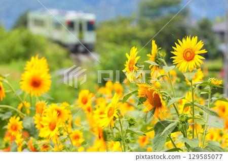 Koumi Line train running through sunflower fields 129585077