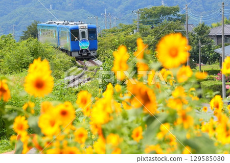 Koumi Line train running through sunflower fields Koumi Line train running through sunflower fields 129585080