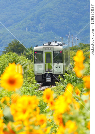 Koumi Line train running through sunflower fields 129585087