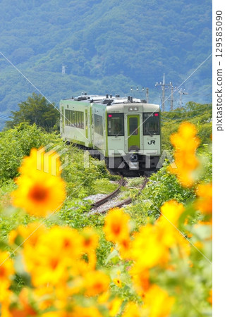 Koumi Line train running through sunflower fields 129585090