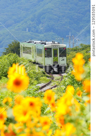 Koumi Line train running through sunflower fields 129585091