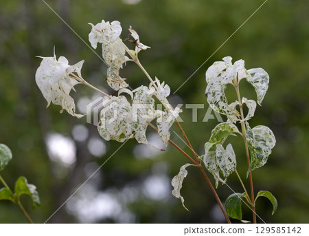 Cornus 129585142