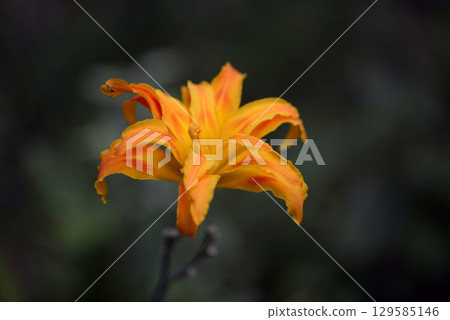 Yabukanzou Yabukanzou 129585146