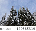 Tree with snow on the branches 129585319