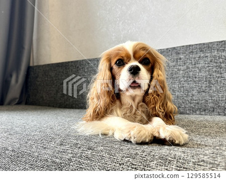 A beautiful King Charles spaniel, an English toy spaniel, is lying on the couch at home. Photo 129585514