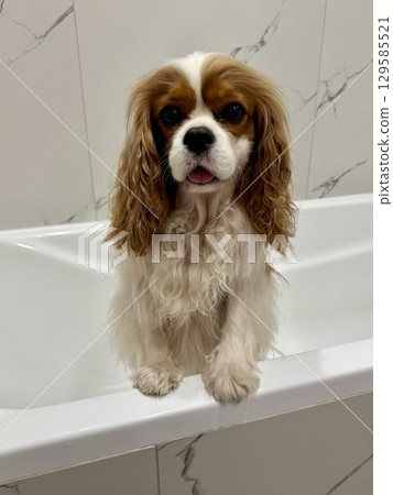 beautiful King Charles spaniel, English toy spaniel in the bathroom, dog washes paws 129585521