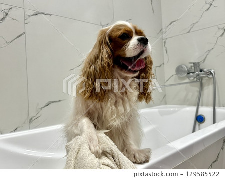 beautiful King Charles spaniel, English toy spaniel in the bathroom, dog washes paws 129585522