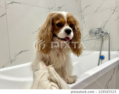beautiful King Charles spaniel, English toy spaniel in the bathroom, dog washes paws 129585523