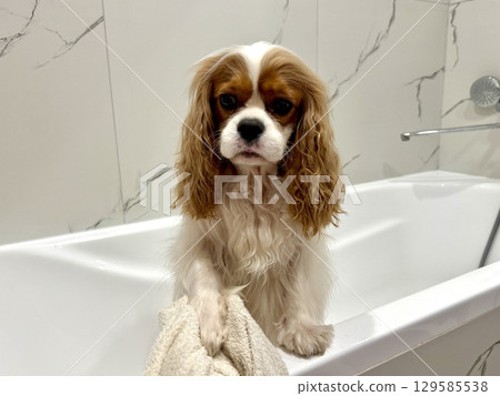 beautiful King Charles spaniel, English toy spaniel in the bathroom, dog washes paws 129585538