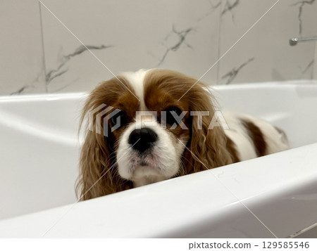 beautiful King Charles spaniel, English toy spaniel in the bathroom, dog washes paws beautiful King Charles spaniel, English toy spaniel in the bathroom, dog washes paws 129585546