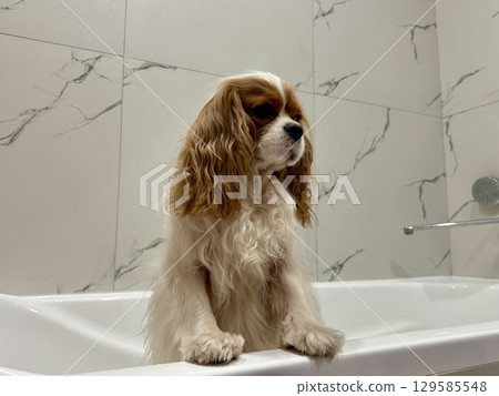 beautiful King Charles spaniel, English toy spaniel in the bathroom, dog washes paws beautiful King Charles spaniel, English toy spaniel in the bathroom, dog washes paws 129585548