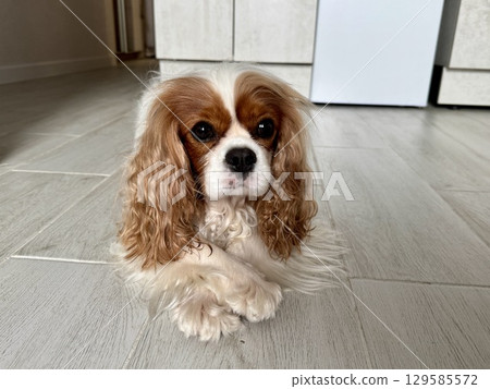 Beautiful King Charles spaniel, English toy spaniel at home 129585572