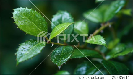 Close-up of poisonous plant leaves and thorns 129585615