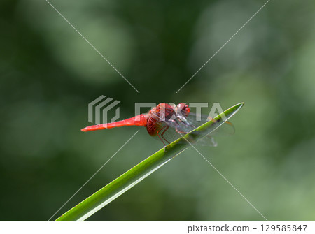 紅蜻蜓 129585847
