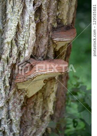 Chrysanthemum fungus 129585881
